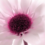 20 (1) - Pink chrysanthemum