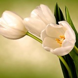 54 - White Tulips