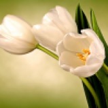 54 - White Tulips