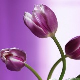 8 - Tulips