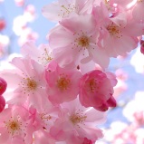 cherry-blossom-pink-flowers-3